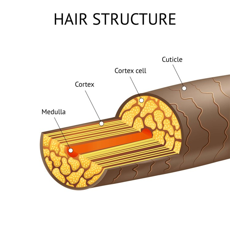 hair structure